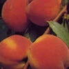 Pfirsich Red Heaven -Giardino 24 red heaven 1 1280x1280