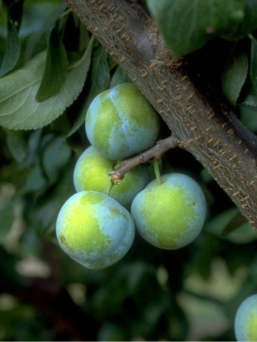 Pflaume Große Grüne Reneclaude 3 Pflaume Große Grüne Reneclaude
