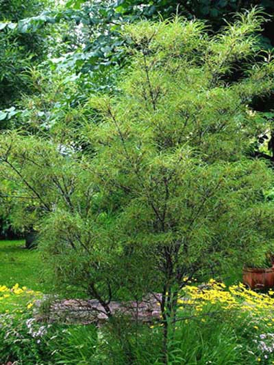 Rhamnus Frangula 'Asplenifolia' 3 Rhamnus Frangula 'Asplenifolia'