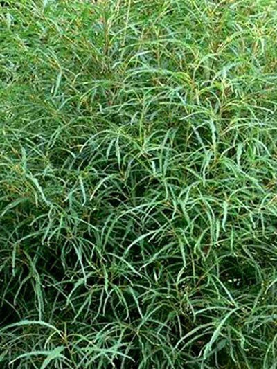 Rhamnus Frangula 'Asplenifolia' 4 Rhamnus Frangula 'Asplenifolia' – Bild 2