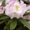 Rhododendron 'Brigitte 2 Rhododendron 'Brigitte -Giardino 24 rhodo brigitte 1280x1280