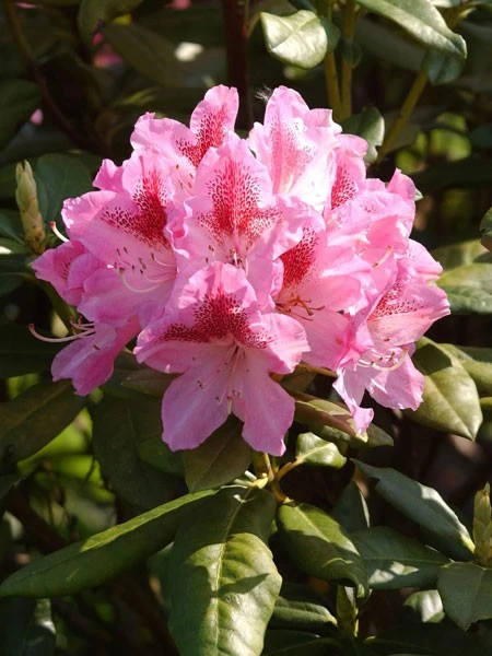 Rhododendron 'Cosmopolitan' 3 Rhododendron 'Cosmopolitan'