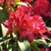 Rhododendron 'Junifeuer' 2 Rhododendron 'Junifeuer' -Giardino 24 rhodo junifeuer 1280x1280