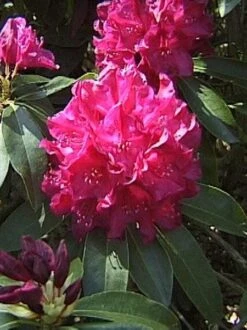 Rhododendron 'Old Port' 7 Rhododendron 'Old Port' -Giardino 24 rhodo old port 1280x1280