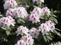 Rhododendron 'Progres' 8 Rhododendron 'Progres' -Giardino 24 rhodo progres 1280x1280