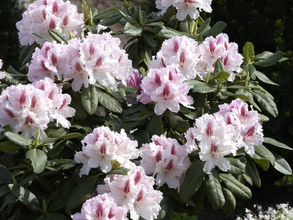 Rhododendron 'Progres' 5 Rhododendron 'Progres' – Bild 3