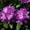 Rhododendron 'Alfred' 1 Rhododendron 'Alfred' -Giardino 24 rhododendron alfred 1280x1280