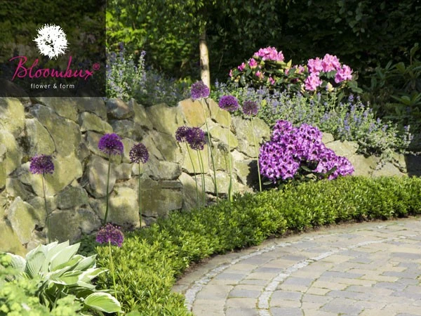 Rhododendron 'Bloombux®' 5 Rhododendron 'Bloombux®' – Bild 3