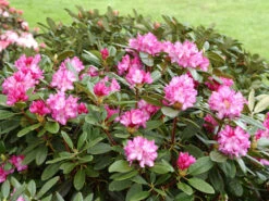 Rhododendron Yakushimanum 'Blurettia' -Giardino 24 rhododendron blurettia 1280x1280