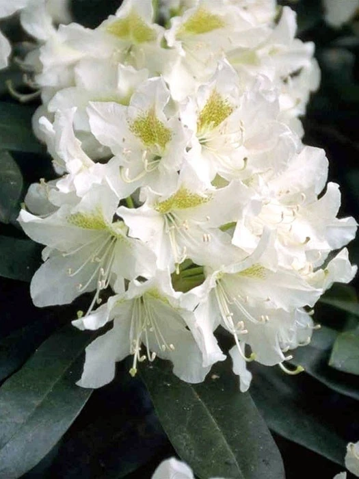 Rhododendron 'Cunningham's White' INKARHO® 3 Rhododendron 'Cunningham's White' INKARHO®