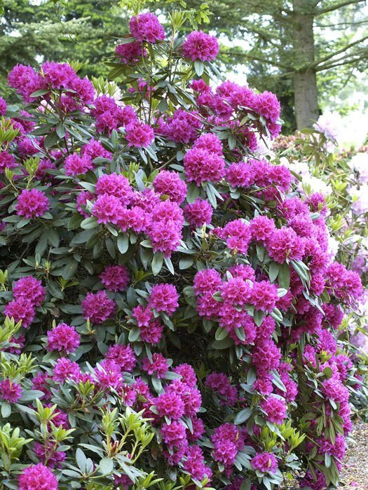 Rhododendron 'Dr. H. C. Dresselhuys' INKARHO® 4 Rhododendron 'Dr. H. C. Dresselhuys' INKARHO® – Bild 2