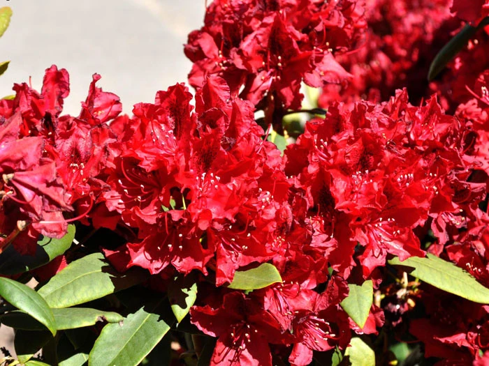 Titelseite -Giardino 24 rhododendron