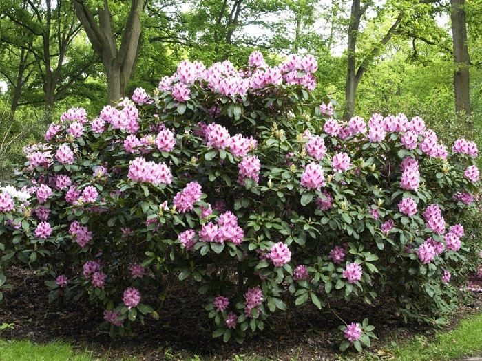 Rhododendron 'Furnivall's Daughter' INKARHO® 4 Rhododendron 'Furnivall's Daughter' INKARHO® – Bild 2