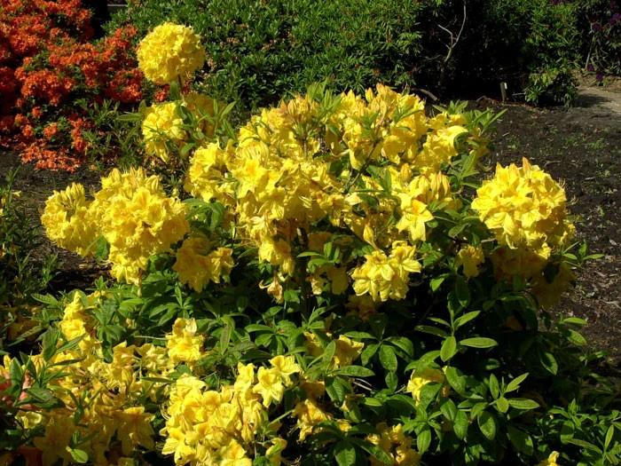 Rhododendron Luteum 'Golden Sunset', Sommergrüne Japanische Gartenazalee 5 Rhododendron Luteum 'Golden Sunset', Sommergrüne Japanische Gartenazalee – Bild 3
