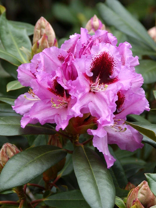 Rhododendron 'Kabarett' INKARHO® 3 Rhododendron 'Kabarett' INKARHO®