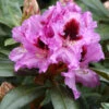 Rhododendron 'Kabarett' 2 Rhododendron 'Kabarett' -Giardino 24 rhododendron kabarett 1280x1280