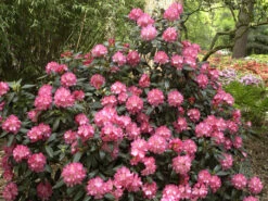 Rhododendron Yakushimanum 'Marlis' 5 Rhododendron Yakushimanum 'Marlis' -Giardino 24 rhododendron marlis 1280x1280