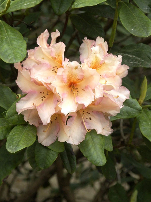 Rhododendron 'Norfolk Candy' 4 Rhododendron 'Norfolk Candy' – Bild 2