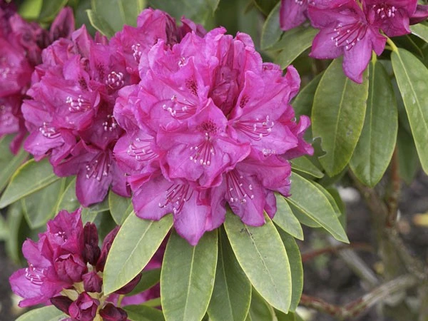 Rhododendron 'Old Port' 3 Rhododendron 'Old Port'