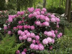 Rhododendron Yak. 'Polaris' INKARHO® -Giardino 24 rhododendron polaris 1280x1280