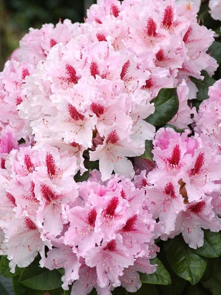 Rhododendron 'Progres' 3 Rhododendron 'Progres'