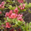 Rhododendron Obtusum 'Satschiko', Wintergrüne Japanische Zwergazalee -Giardino 24 rhododendron satschiko 1280x1280