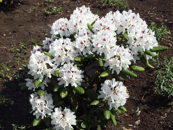 Rhododendron 'Schneeauge' 4 Rhododendron 'Schneeauge' – Bild 2