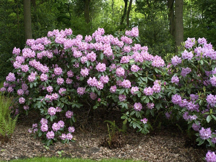 Rhododendron 'Scintillation' 4 Rhododendron 'Scintillation' – Bild 2