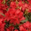Rhododendron 'Vulcane's Fire -Giardino 24 rhododendron vulcans flame 1280x1280