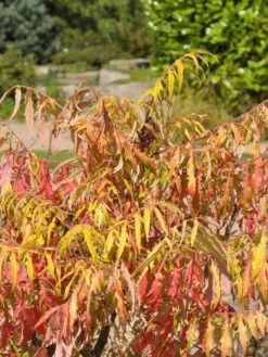 Rhus Typhina 'Tiger Eyes', Essigbaum 9 Rhus Typhina 'Tiger Eyes', Essigbaum -Giardino 24 rhus tiger eyes 1280x1280