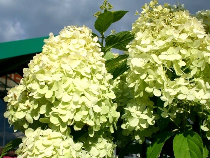 Hydrangea Paniculata 'Limelight'®, Rispen-Hortensie 4 Hydrangea Paniculata 'Limelight'®, Rispen-Hortensie – Bild 2