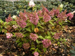 Hydrangea Paniculata 'Pinky Winky'® 5 Hydrangea Paniculata 'Pinky Winky'® -Giardino 24 rispen hortensie pinky winky 1280x1280