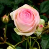 Rosen-Stämmchen Eden Rose 85 ® - Meilland -Giardino 24 rosa eden rose 1280x1280