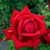Rosen-Stämmchen Burgund 81 ® - Kordes -Giardino 24 rose burgund 81555995b008274 1280x1280