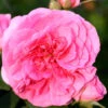Rose Gertrude Jekyll ® - Austin 2 Rose Gertrude Jekyll ® - Austin -Giardino 24 rose gertrude jekyll555996009cb66 1280x1280