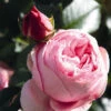Rose Giardina ® - Tantau -Giardino 24 rose giardina 1280x1280