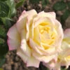 Rosen-Stämmchen Gloria Dei ® - Meilland -Giardino 24 rose gloria dei555995b16c7e3 1280x1280