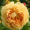 Rose Golden Celebration ® - Austin 2 Rose Golden Celebration ® - Austin -Giardino 24 rose golden celebration5559960174a85 1280x1280
