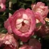 Rose Harlekin ® - Kordes -Giardino 24 rose harlekin 1280x1280