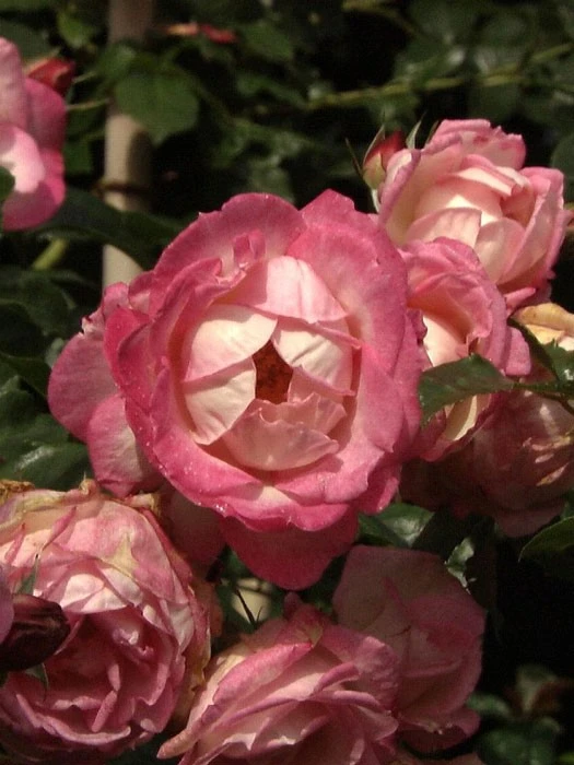 Rose Harlekin ® - Kordes 3 Rose Harlekin ® - Kordes