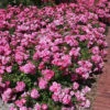 Rose Heidetraum ® Noack 2 Rose Heidetraum ® Noack -Giardino 24 rose heidetraum 1280x1280