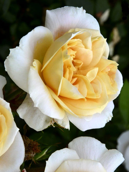 Rosen-Stämmchen Lions-Rose ® - Kordes 3 Rosen-Stämmchen Lions-Rose ® - Kordes