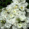 Rose Rambling Rector 2 Rose Rambling Rector -Giardino 24 rose rambling rector5559962310af6 1280x1280