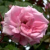 Rose Ramira ® - Kordes 1 Rose Ramira ® - Kordes -Giardino 24 rose ramira555996274cefe5d1eef88edb76 1280x1280