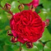 Rosen-Stämmchen Red Leonardo Da Vinci ® - Meilland 1 Rosen-Stämmchen Red Leonardo Da Vinci ® - Meilland -Giardino 24 rose red leonardo da vinci 1280x1280