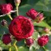 Rose Rotkäppchen ® - Kordes 2 Rose Rotkäppchen ® - Kordes -Giardino 24 rose rotkaeppchen555997388700c 1280x1280