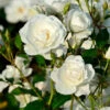 Rosen-Stämmchen Schneewittchen ® - Kordes 1 Rosen-Stämmchen Schneewittchen ® - Kordes -Giardino 24 rose schneewittchen555995b0c92e6 1280x1280