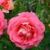 Rose Sommersonne ® - Kordes 1 Rose Sommersonne ® - Kordes -Giardino 24 rose sommersonne 1280x1280