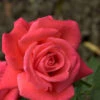 Rose Super Star ® - Tantau 2 Rose Super Star ® - Tantau -Giardino 24 rose super star5559961b6a712 1280x1280