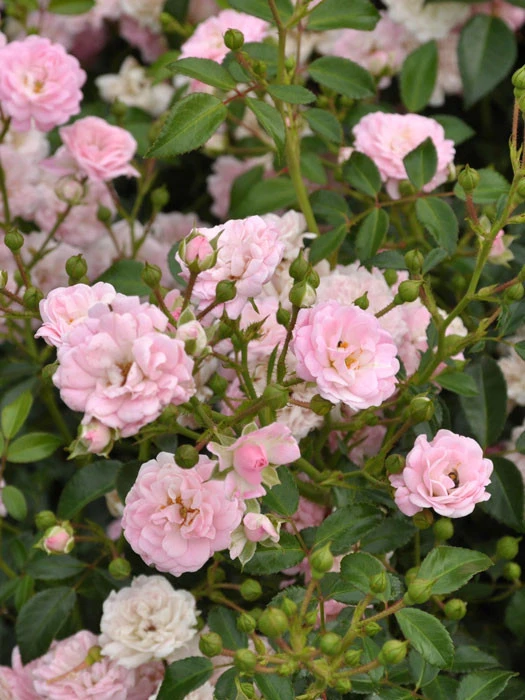 Rosen-Stämmchen The Fairy ® - Ann Bentall 3 Rosen-Stämmchen The Fairy ® - Ann Bentall